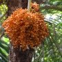 Mayotte, dattes sur un palmier
