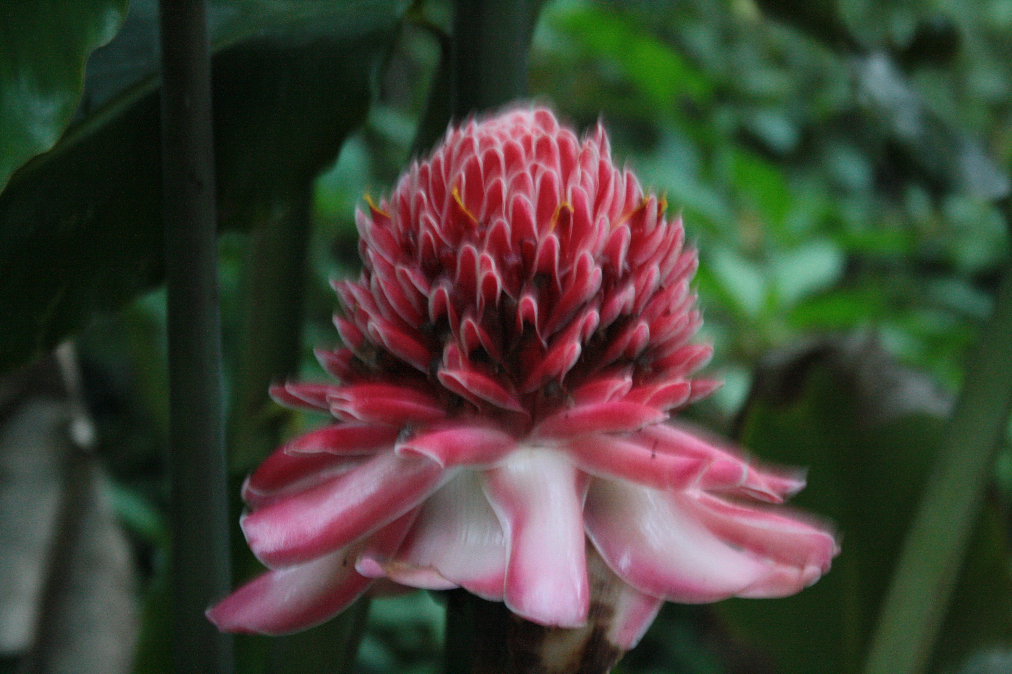 Mayotte, une rose de porcelaine