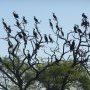 Saint-Louis, cormorans sur un arbre au D'Joudj
